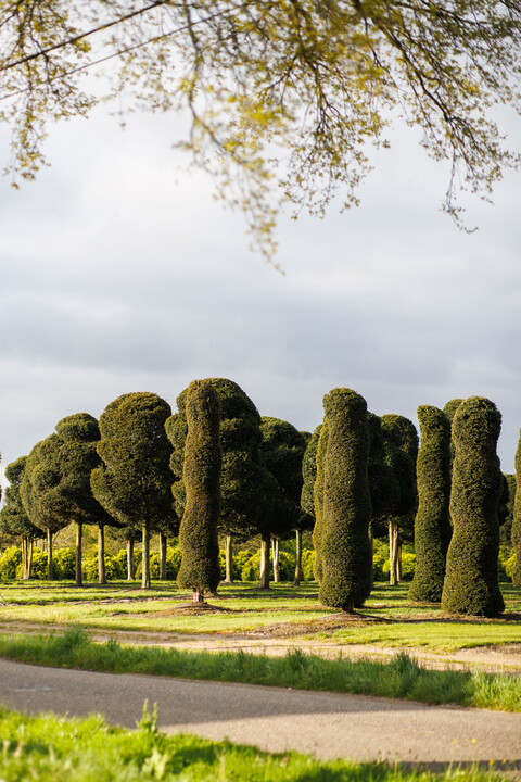 omgevingbomen2.jpg-portrait